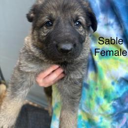 Sable female - Sable female German Shepherd puppy in Holladay, Tennessee from Mercedes Gumbel
