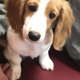 Dachshund Puppies from Puncheon Creek Dachshunds