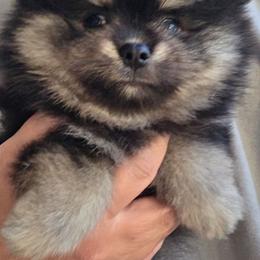 Black n tan 3 Big Boy - Black and tan male Pomeranian puppy in Carrollton, Georgia from B AND R'S POMERANIAN'S