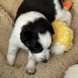 Border Collie Puppies from Roaring River Border Collies