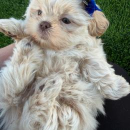 Gronk - Cream and white male Shih Tzu puppy in Coolidge, Arizona from Shih Tzu’s  ‘N’ Love