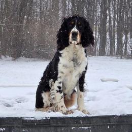 Lu Lu - English Springer Spaniel