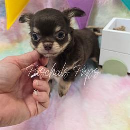 Vegas - Chocolate and tan male Chihuahua puppy in Bowdon, Georgia from Paschal's Pups