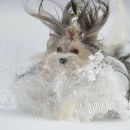 Biewer Terriers from My Beautiful Tribe