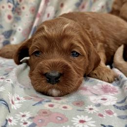 Dory - Red female Australian Labradoodle puppy in Roseville, California from Darby Park Doodles
