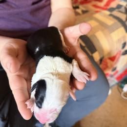 Female 1, splitface - Black and white female Border Collie puppy in Lebanon, Oregon from Cahill’s Canines