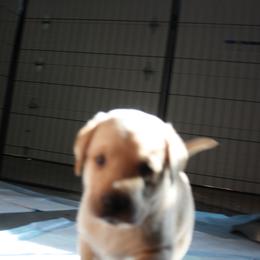 Labrador Retriever Puppies from MnK Family Labs