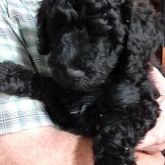 Poodle and Whoodle Puppies from Twin Pines
