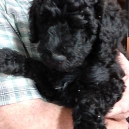 Poodle and Whoodle Puppies from Twin Pines