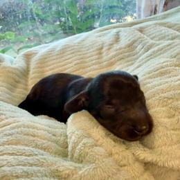 Black and tan boy - Black and tan male Dachshund puppy in Centralia, Washington from FairyTail Dachshunds