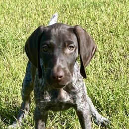 German Shorthaired Pointers from Eagle Ranch Kennels