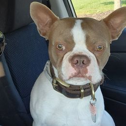 Rocky - Boston Terrier