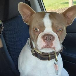 Rocky - Boston Terrier
