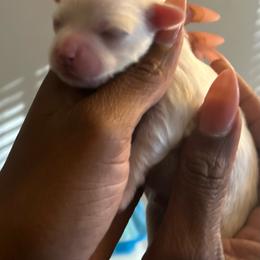 Michelangelo - White male Maltipoo puppy in Raleigh, North Carolina from Loveable Litters