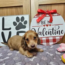 Alfie - Cream male Dachshund puppy in Cherry Tree, Oklahoma from Peavine Creek Dachshunds