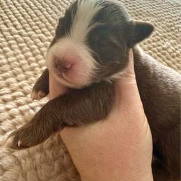 Boy1 - Red tri-color male Miniature American Shepherd puppy in Gatesville, Texas from Southern Promise Aussie’s