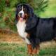 Otto