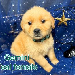 Teal - Golden female Golden Retriever puppy in Salt Lake City, Utah from Soaring golden retrievers