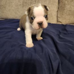 Boston Terrier Puppies from Bostic's bostons