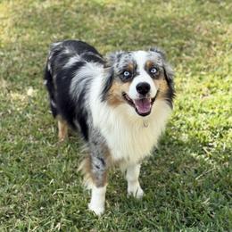 Dallas - Miniature Australian Shepherd