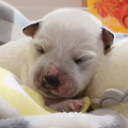 Dannie - Blue mottled male Australian Cattle Dog puppy in Fife Lake, Michigan from Kurczak Farm LLC