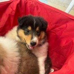 Espresso - White Collie puppy in Carencro, Louisiana from Cajun Bayou's Collies