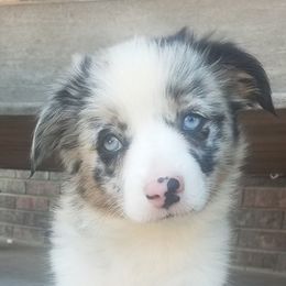 Aussiedoodles from T3 Aussies