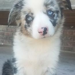 Aussiedoodles from T3 Aussies