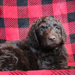 Ravioli - Chocolate male Labradoodle puppy in Lanexa, Virginia from Lees Reach Farm