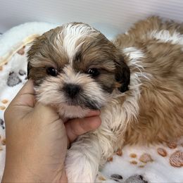 TB - Black gold and white female Shih Tzu puppy in Middleborough, Massachusetts from Shih Tzu Pups