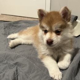 Ember - Red and white Pomsky puppy in Jacksonville, Florida from Paws Of Pomskys
