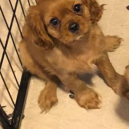 Cavalier King Charles Spaniel and Shih Tzu Puppies from Rocky Oaks Royal Puppies