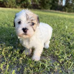 Ruby - White female Havanese puppy in Cadwell, Georgia from Hashtag Havenese