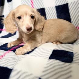 Adalind - Cream female Dachshund puppy in Lake City, Florida from KNG FARMS