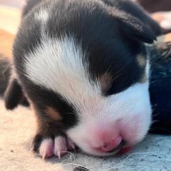 Greater Swiss Mountain Dog puppies from Ambermoon Kooikerhondje Blackamber Greater Swiss Mountain Dogs