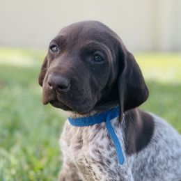 German Shorthaired Pointers from Silver Mountain Pointers