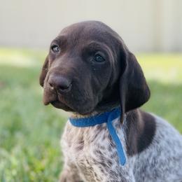 German Shorthaired Pointers from Silver Mountain Pointers