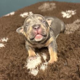 Leana - Blue tri-color female American Bully puppy in Henderson, Kentucky from Medusa’s Bullies