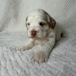 Daly - Buff and white female Cockapoo puppy in Queens, New York from The 2 Musketeers_Cockapoos