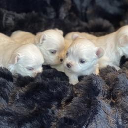 Coconut - White female Maltese puppy in Bennettsville, South Carolina from Cottonwood Maltese