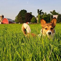 Hattie - American Corgi
