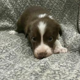 Border Collie and Jack Russell Terrier Puppies from CP FARMS BORDER COLLIES N JACKS CORP