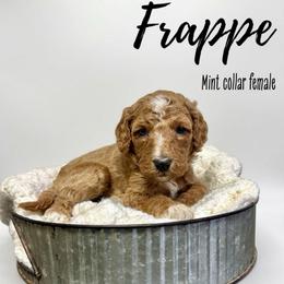 Frappe - Red  female Goldendoodle puppy in Taylorsville, North Carolina from Doggone Dixie Doodles