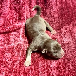 Prancer - Red and white male Siberian Husky puppy in Mechanicsville, Virginia from Shinko Siberians