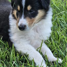 Collies from Strawberry Patch Collies