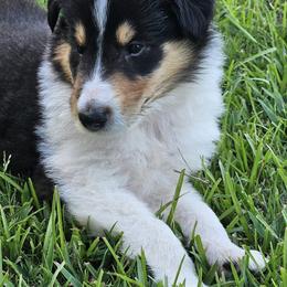 Collies from Strawberry Patch Collies