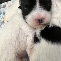 Girl 1 - Black and white female Havanese puppy in Warrenton, Virginia from Dearheart Havanese