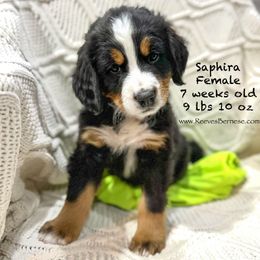 Saphira - Lime - Black rust and white Bernese Mountain Dog puppy in Lehi, Utah from Reeves Bernese