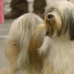 Tibetan Terriers from Dioghe Tibetan Terriers
