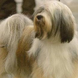 Tibetan Terriers from Dioghe Tibetan Terriers